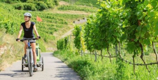 La vigne à vélo en Dracénie