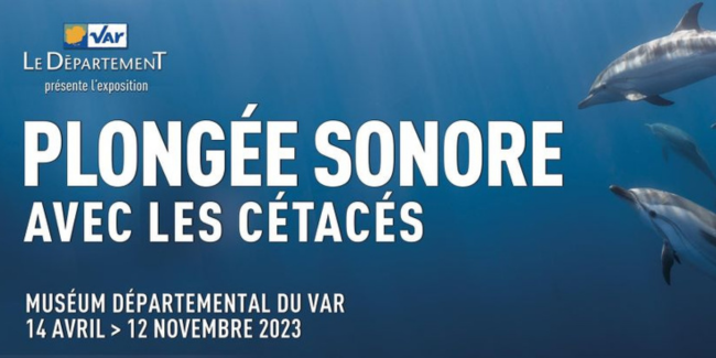 Plongée sonore avec les cétacés au Muséum départemental du Var